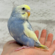 【最新画像更新🪄】おべんとつけて、ど〜こ行くのっっ？‪☆セキセイインコ(パステルレインボーパイド) ヒナ