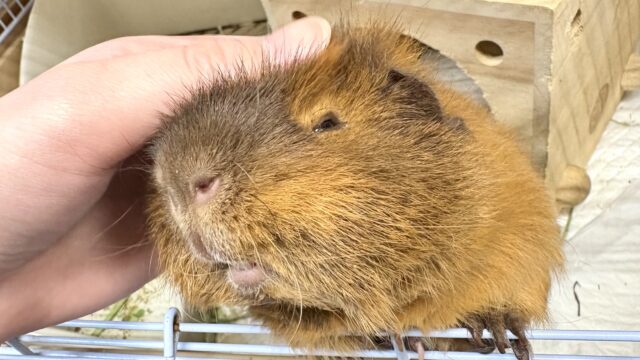 アルパカモルモット