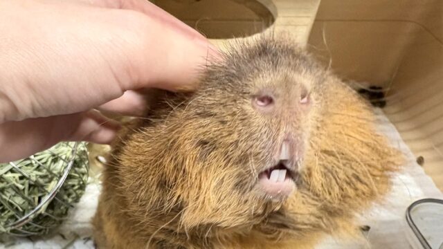 アルパカモルモット