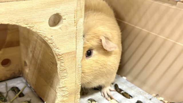 ロシアンモルモット