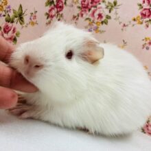 餅雪ちゃん🤍🩵スノーホワイト⛄️🫧イングリッシュモルモットさん､女のコ♀