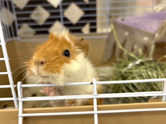 アビシニアンモルモット