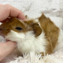 【最新画像・動画更新🪄】くるくるへあー🌀チョコクリーム♡アビシニアンモルモット(男の子)