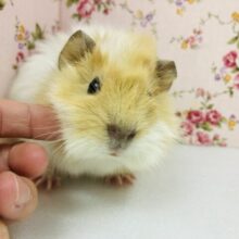 メロメロになっちゃうよ💟アビシニアンモルモットさん､女のコ🌟♀