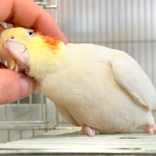 【最新画像更新🪄】まんまるおめめ！ムチッと体型！オカメインコ(ルチノー)