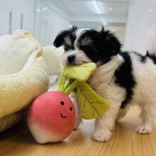 おちりダンスが得意〜♬*°ミックス犬くん(チワワ×マルチーズ)