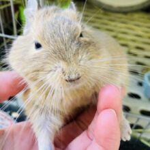 動画更新🆙癒しをお届け💟とっとこ走るよデグーさん♩🐾(サンド)♂