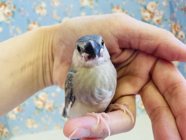 桜文鳥