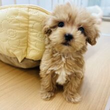 僕と目が合ったら逃げられないよ？ミックス犬くん(マルチーズ×トイプードル)