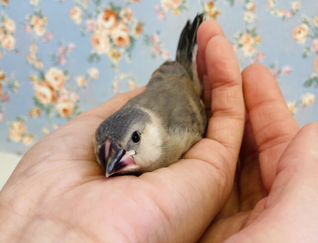 春一番🌸かわいい桜文鳥ヒナちゃん❢❢🌸