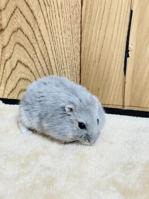 ドワーフハムスターの1種