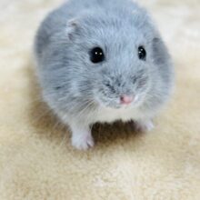 最新画像更新💖可愛さ満点🥰ロシアンブルーハムスターの男の子