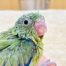 【最新画像更新】元気いっぱいミニミニ怪獣🦕💕マメルリハ（ノーマル）男の子　ヒナ