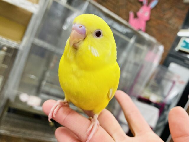 セキセイインコ