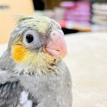 【最新画像更新】表情が可愛すぎっ‪🫶🏻🤍 ̖́-‬オカメインコ（ノーマル）ヒナ
