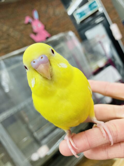 セキセイインコ