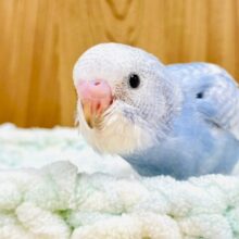 甘えん坊になりそう♥セキセイインコ（スパングル）ヒナ