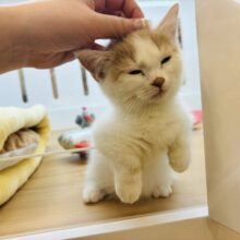 甘えるのが大の得意♡マンチカンちゃん！