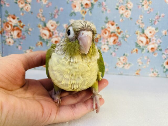 ホオミドリウロコインコ