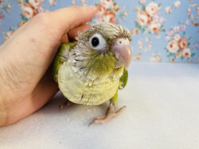 ホオミドリウロコインコ