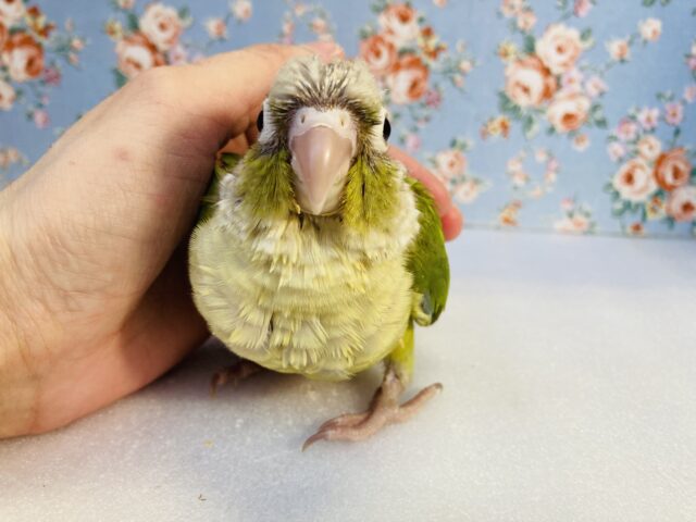 ホオミドリウロコインコ