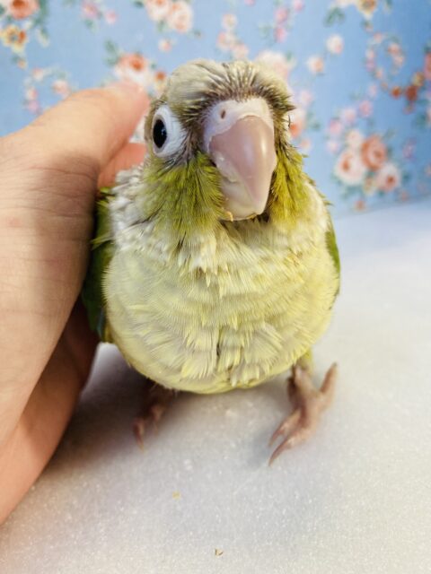 魅惑の頬っぺ❤︎*ˊᵕˋ かわいい手乗りウロコインコ(シナモン)さん💟