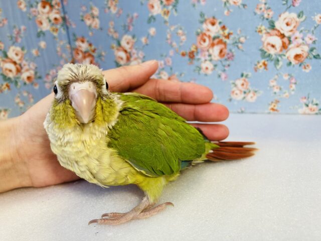 ホオミドリウロコインコ