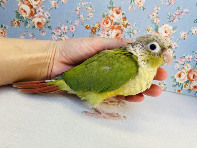 ホオミドリウロコインコ