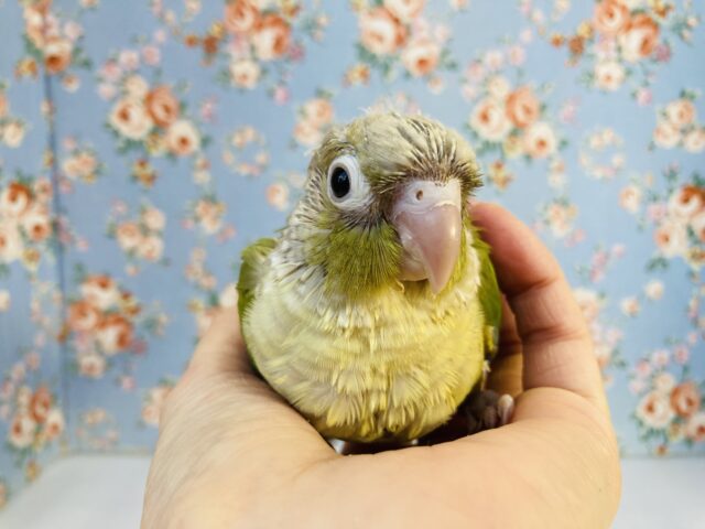 ホオミドリウロコインコ