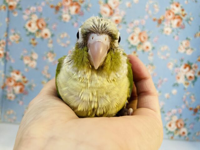 ホオミドリウロコインコ