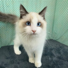 愛嬌たっぷりやんちゃなラグドールの男のコです✨