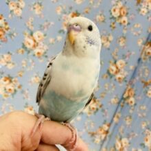 美ハルクイン💟いっぱい一緒に遊んでねい♩˃ᴗ˂⁎ 手乗りセキセイインコさん🕊️✨