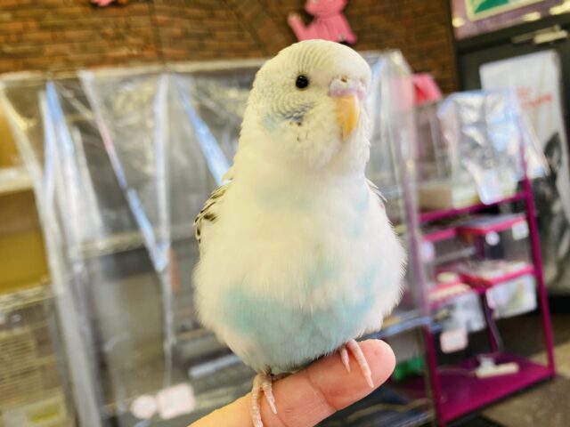 セキセイインコ