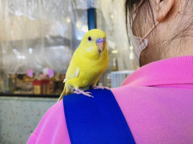 セキセイインコ