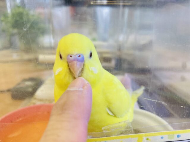 セキセイインコ