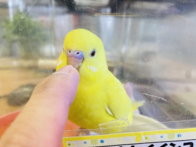 セキセイインコ