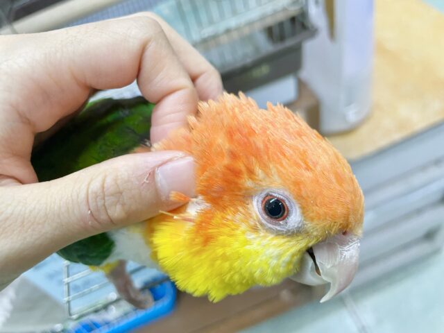 シロハラインコ