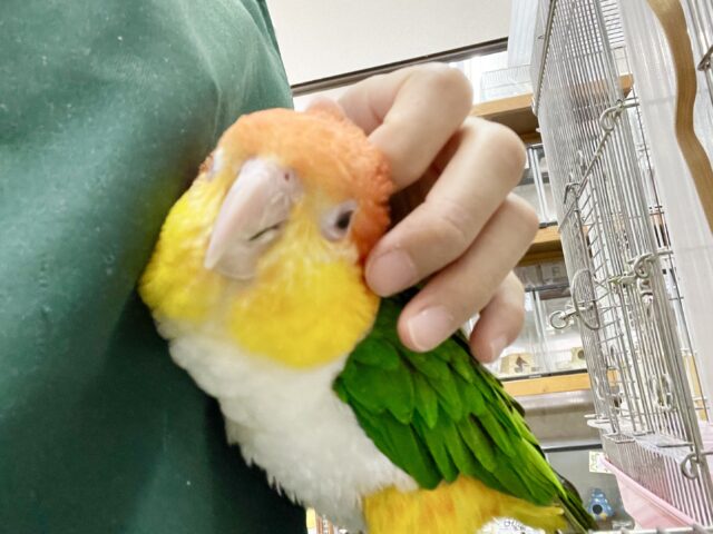シロハラインコ