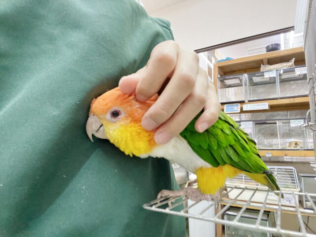 シロハラインコ