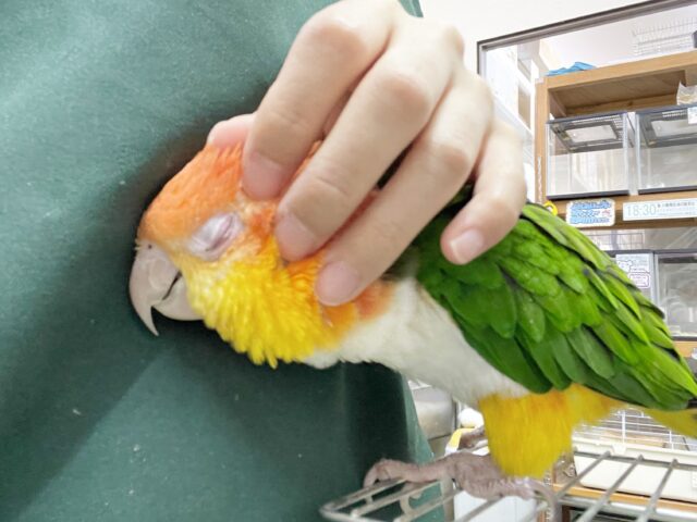 シロハラインコ