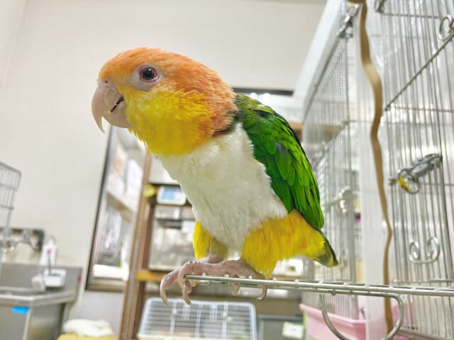 シロハラインコ