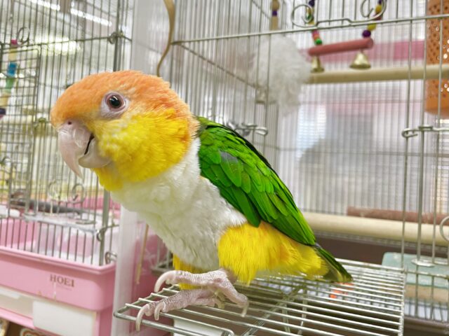 シロハラインコ