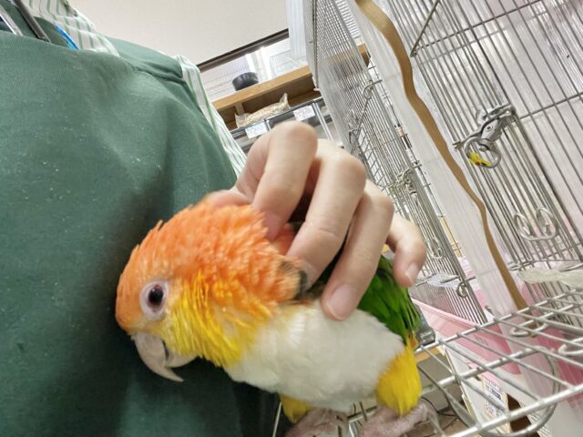 シロハラインコ