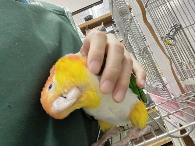 シロハラインコ