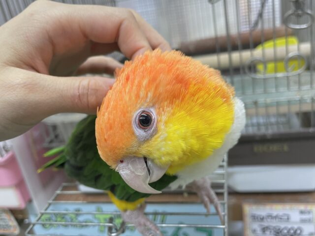 シロハラインコ