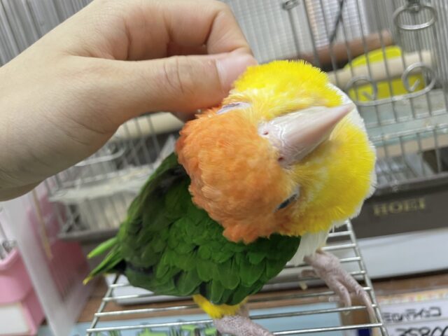 シロハラインコ