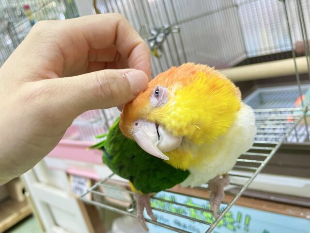 シロハラインコ