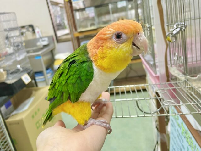 シロハラインコ