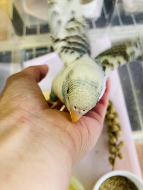 セキセイインコ