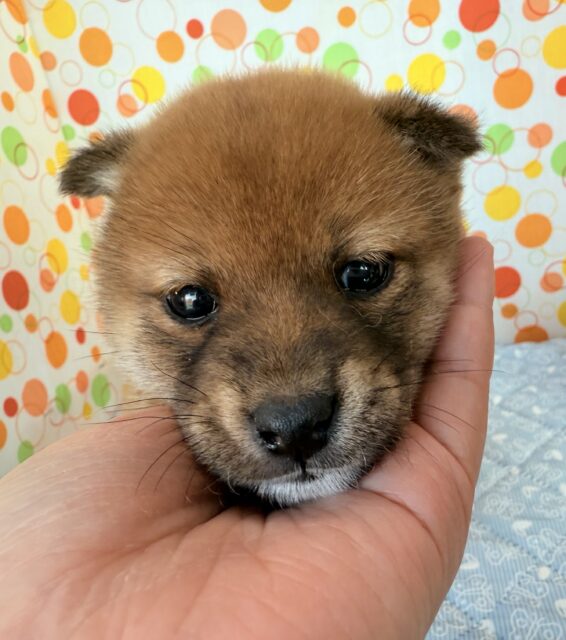 おもちゃで遊ぶ可愛い動画あり！王道が可愛い！柴犬